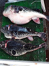  kyoto best sushi fugu restaurant yanagiya �y���s�E�͂��E�ӂ��E�����E���Ɓz�͓؉摜