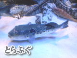 �͓؁@�ӂ����@fugu puffer fish