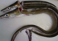 eel conger �͂��@��