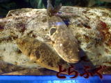 puffer fish kyoto�����C���[�W